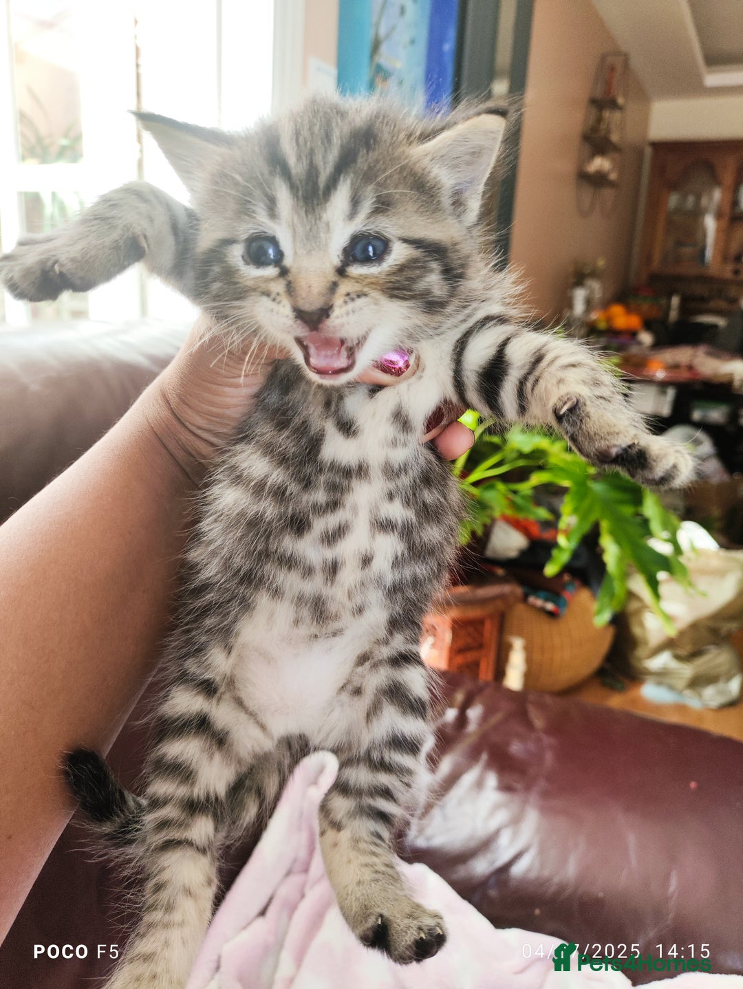 Mixed Breed cats for sale: Ragdoll Bengal mix kittens available for sale - Image 9