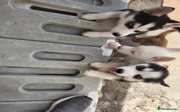 Siberian Husky dogs for sale: Siberian husky puppies (ready forever loving home) - Image 1