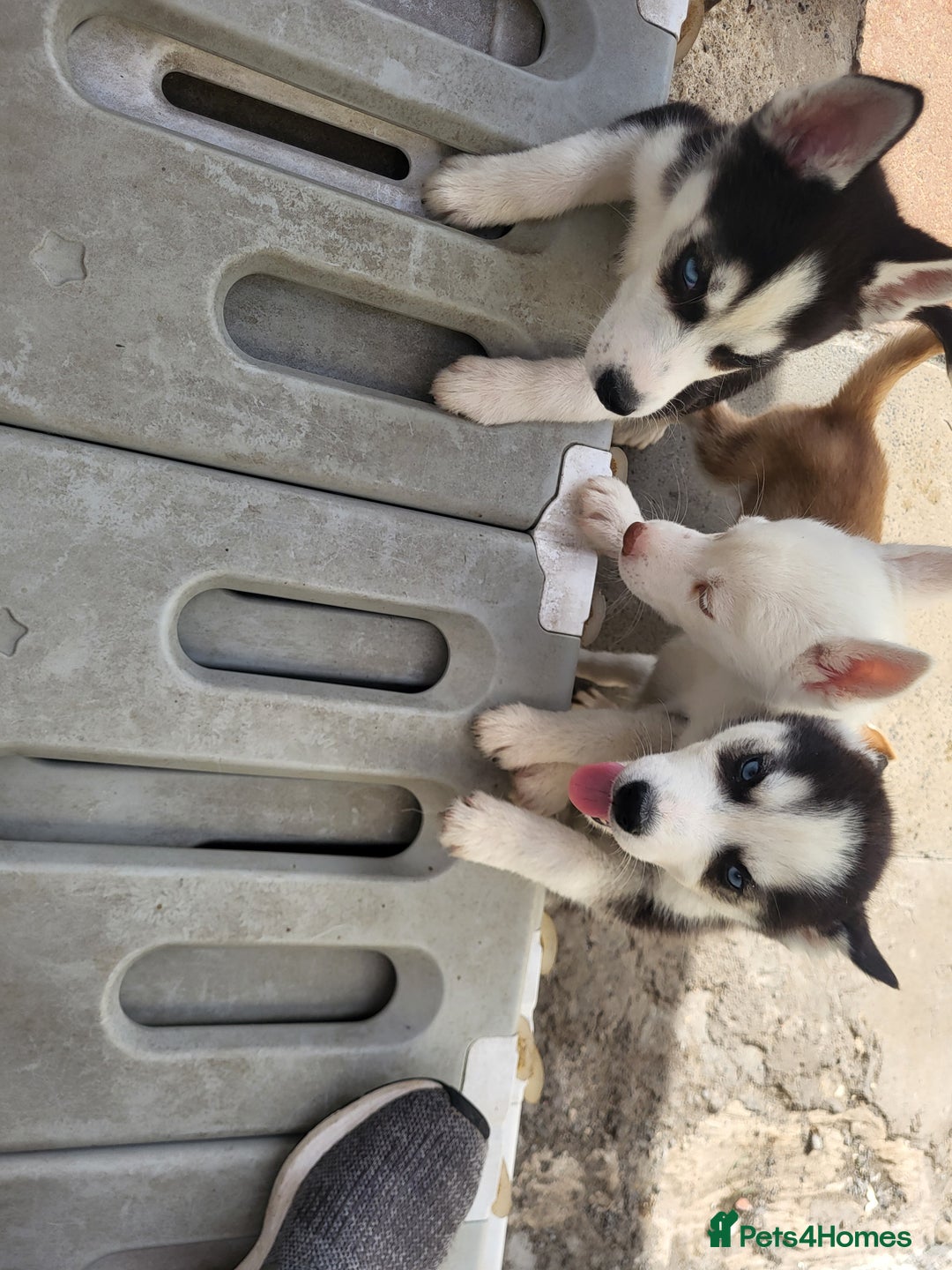 Siberian Husky dogs for sale: Siberian husky puppies (ready forever loving home) - Image 1