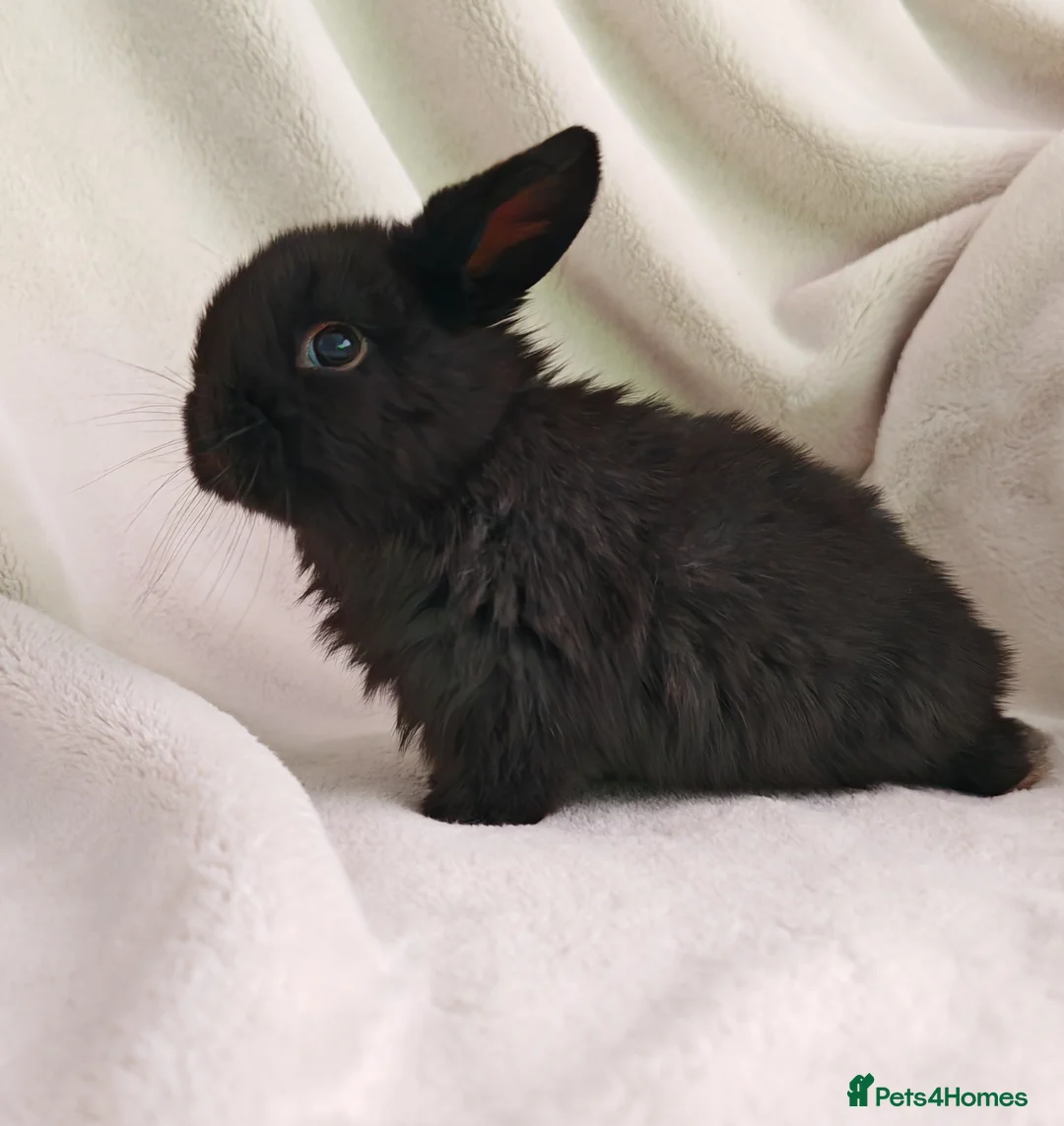 Mini Lop rabbits for sale: Beautiful Baby Mini Lops  - Advert 7
