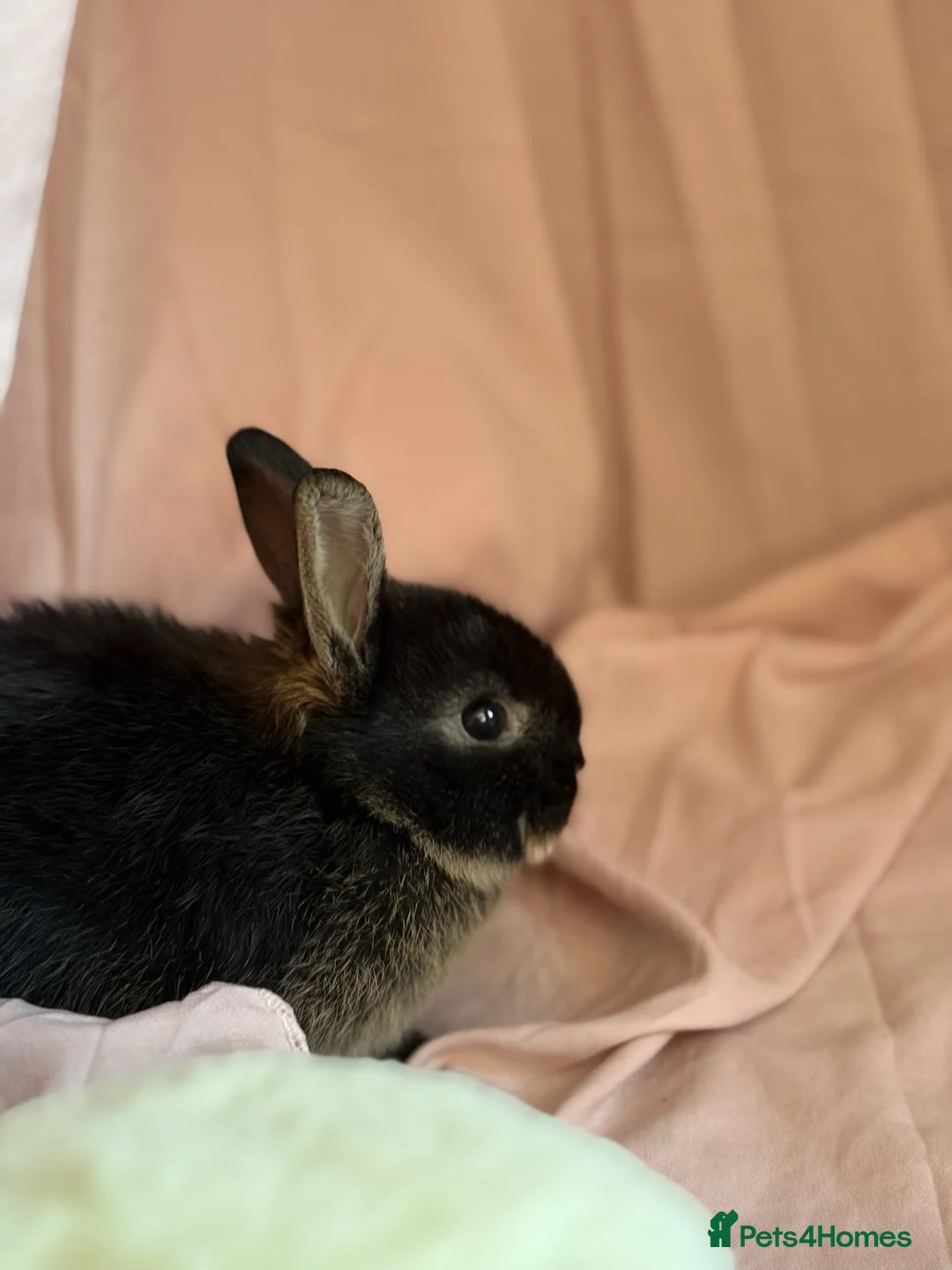 Netherland Dwarf rabbits for sale: Young Netherland dwarf Urgent need of rehoming  - Advert 8