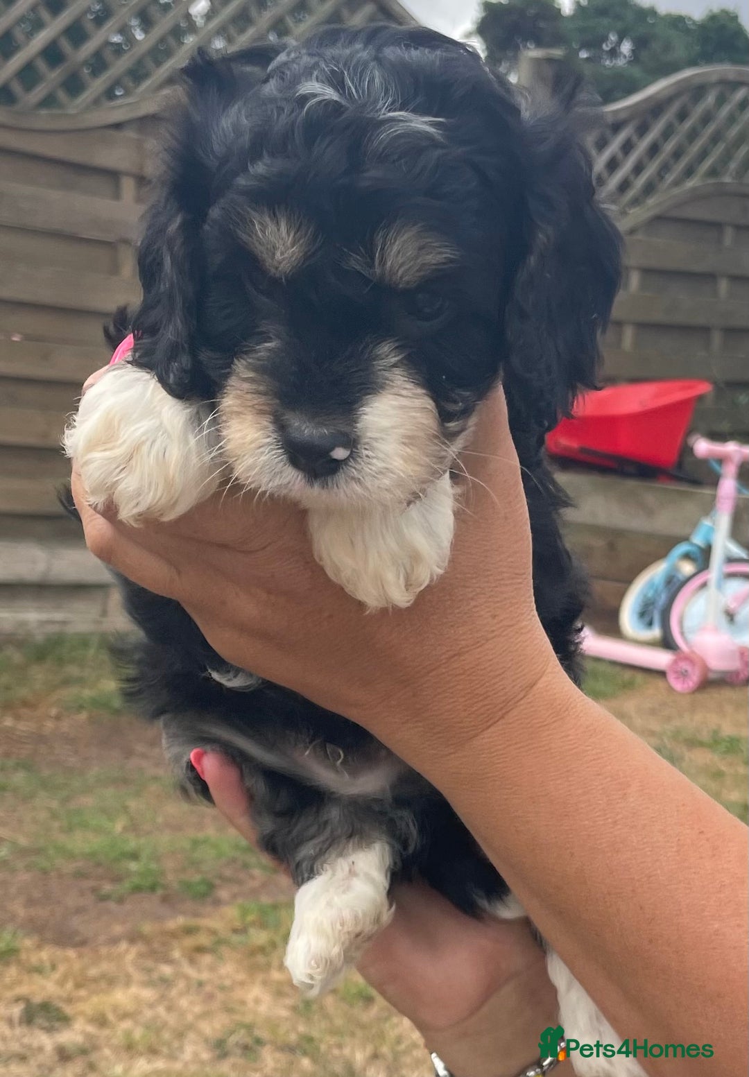 Cavapoo dogs for sale: Stunning Cavapoo puppies  - Image 5