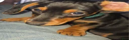 Miniature Dachshund dogs for sale: Miniature Dachshund puppies  - Advert 10