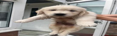 Golden Retriever 3