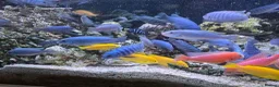 Cichlids fish for sale: 2 x fully stocked cichlids tanks for sale in Guildford - Advert 9