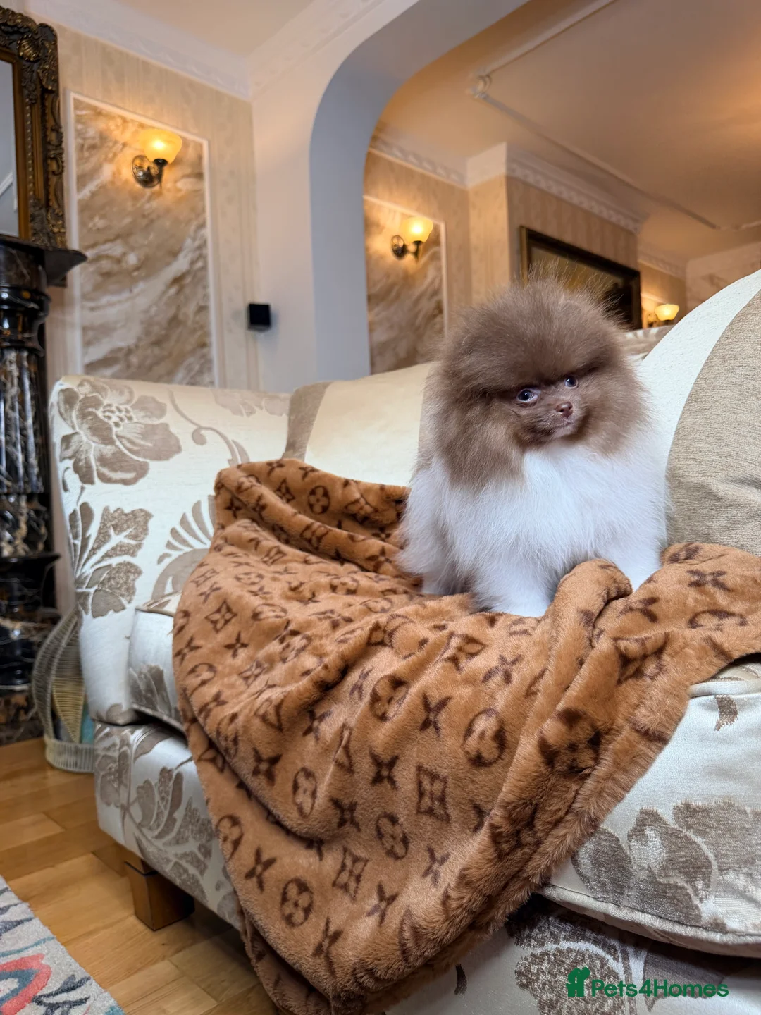 Pomeranian dogs for sale: Cute Pomeranian Boys and Girls  - Advert 3