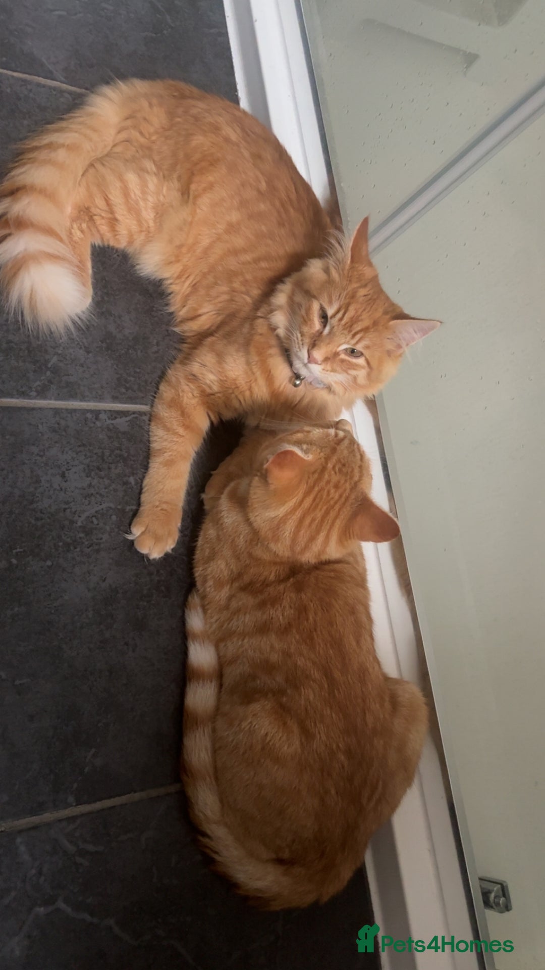 Maine Coon cats for sale: Maine coon mix  - Advert 24