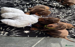Miniature Dachshund dogs for sale: Miniature Chocolate & Tan Dachshund Quick sale  - Image 2