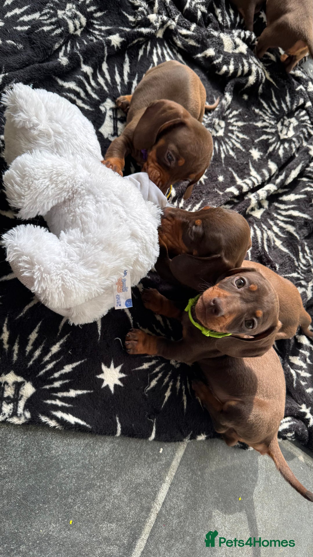 Miniature Dachshund dogs for sale: Miniature Chocolate & Tan Dachshund Quick sale  - Image 2