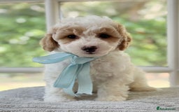 Mixed Breed dogs for sale: Teddy bear puppies - Image 24
