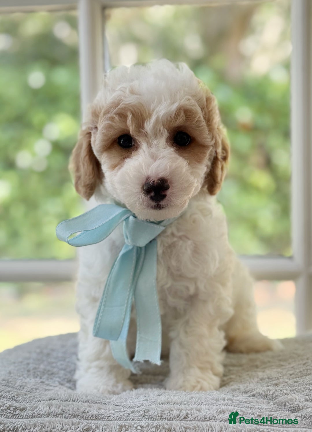 Mixed Breed dogs for sale: Teddy bear puppies - Image 24