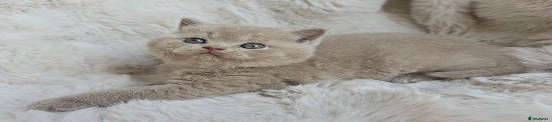 British Shorthair Kitten 5