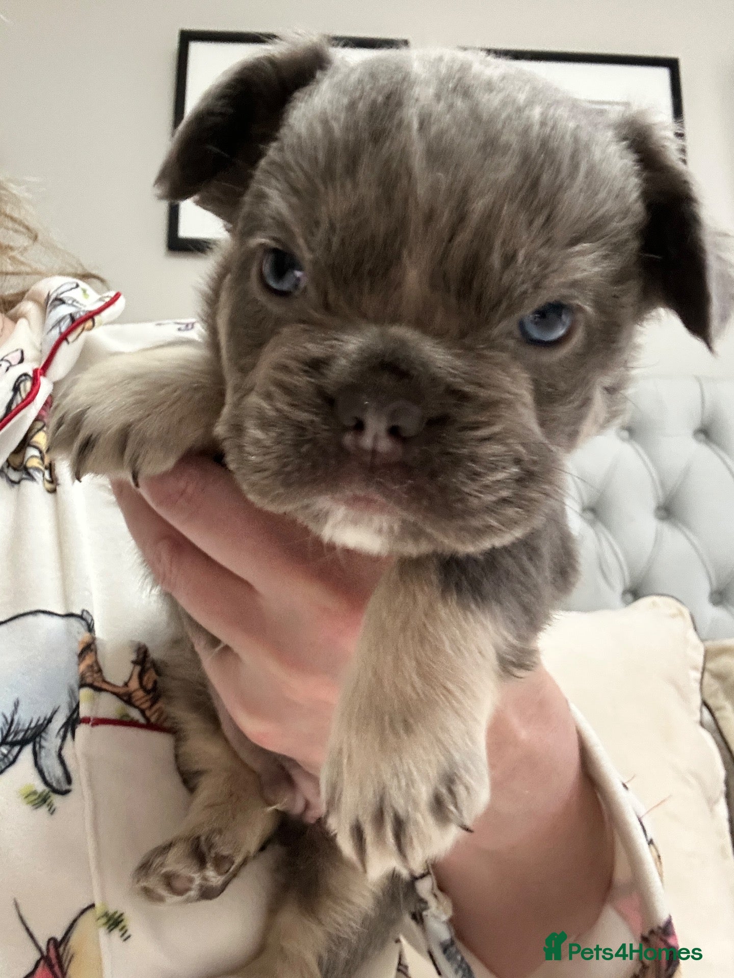 French Bulldog dogs fluffy French bulldog  - Advert 2