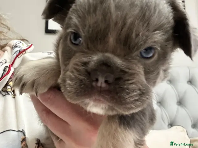 French Bulldog dogs for sale: fluffy French bulldog - Advert 2