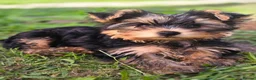 Yorkshire Terrier dogs for sale: Aurelija  - Advert 5