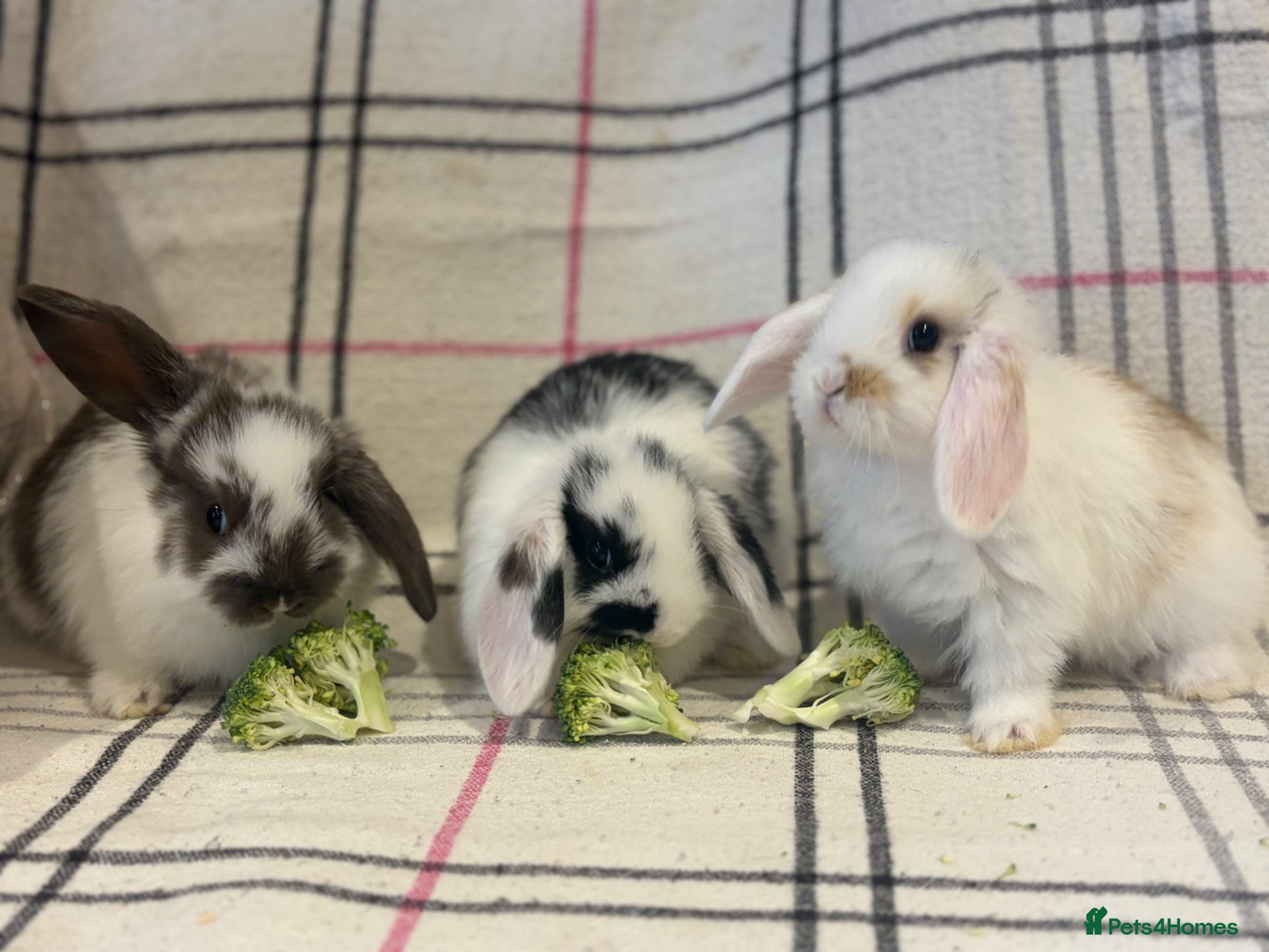 Mini Lop rabbits beautiful friendly mini lops  - Advert 17
