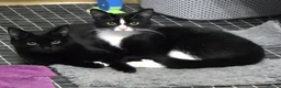 Mixed Breed cats for sale: Two loving female cats looking for a forever home. - Advert 4