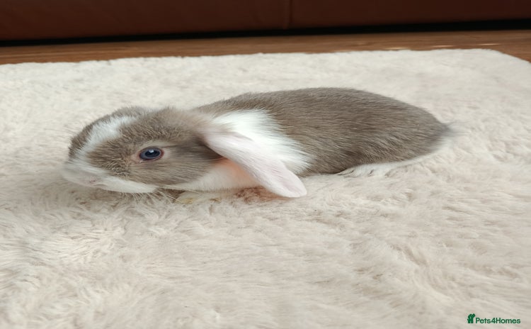 Mini Lop rabbits - Advert 4