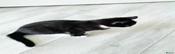Mixed Breed cats for sale: Black & White Tuxedo Male Kitten  - Advert 13
