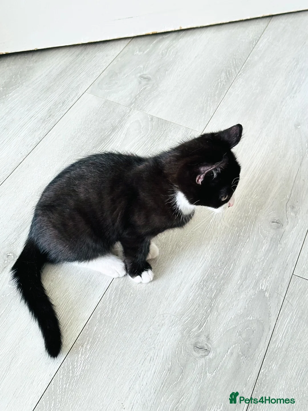Mixed Breed cats for sale: Black & White Tuxedo Male Kitten  - Advert 13
