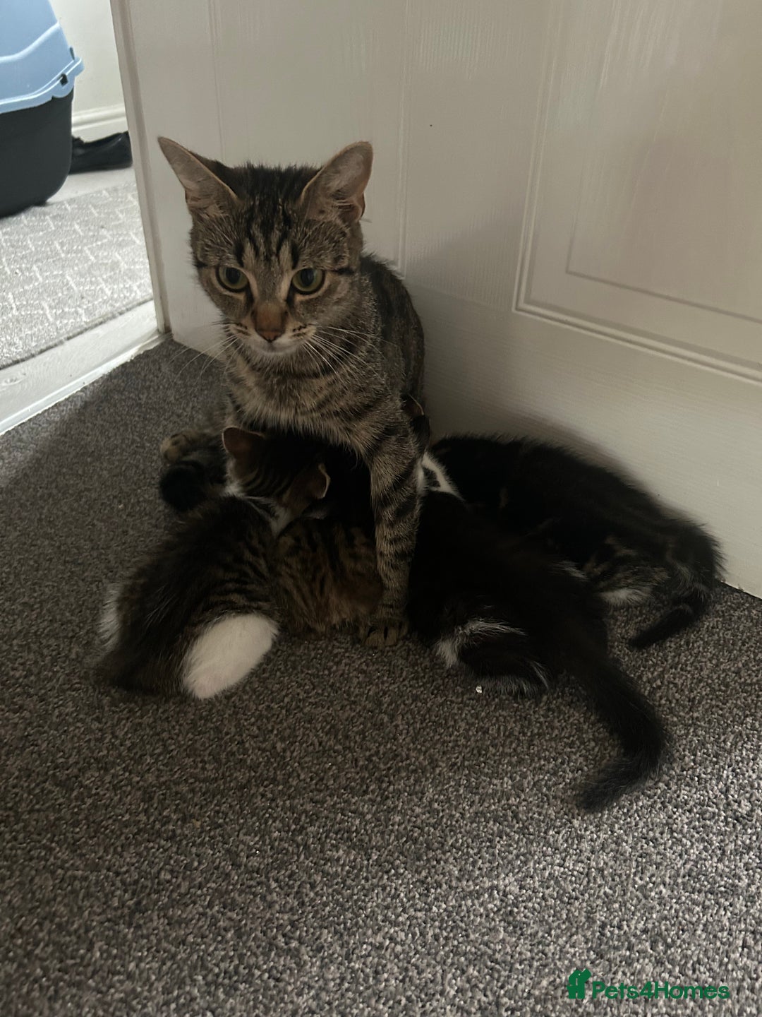 Domestic Shorthair cats for sale: Kittens looking for their forever home  - Image 24