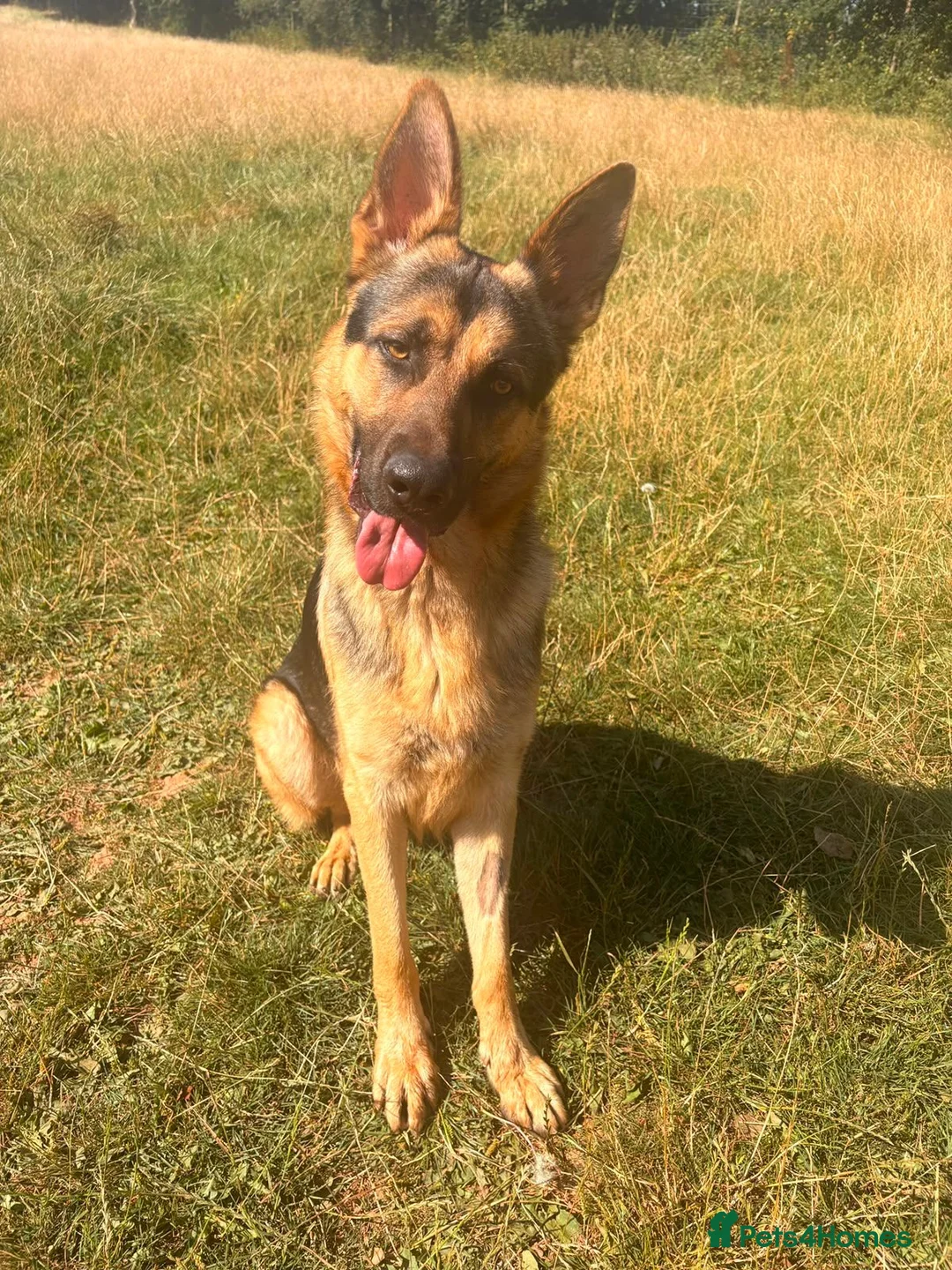 German Shepherd dogs for adoption: Mowgli - German Shepherd for Adoption in Wells - Advert 1