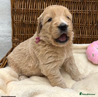 Double Doodle dogs - Advert 2