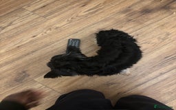 Yorkshire Terrier dogs for sale: 4.5 year old boy - Image 5