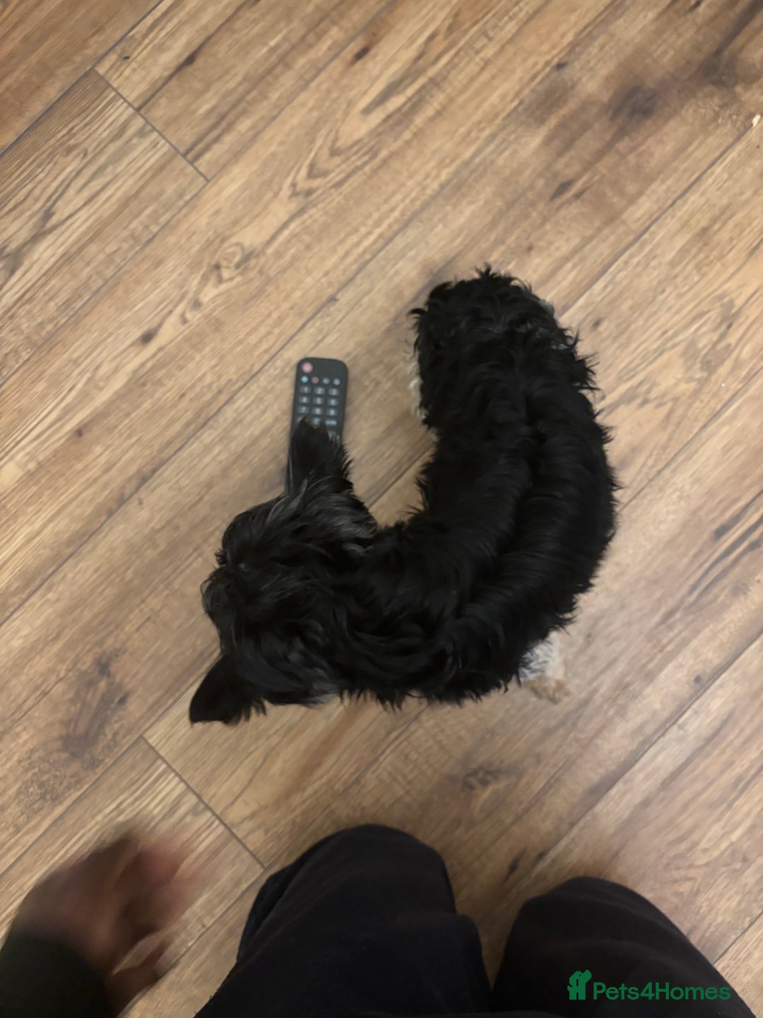 Yorkshire Terrier dogs for sale: 4.5 year old boy - Image 5