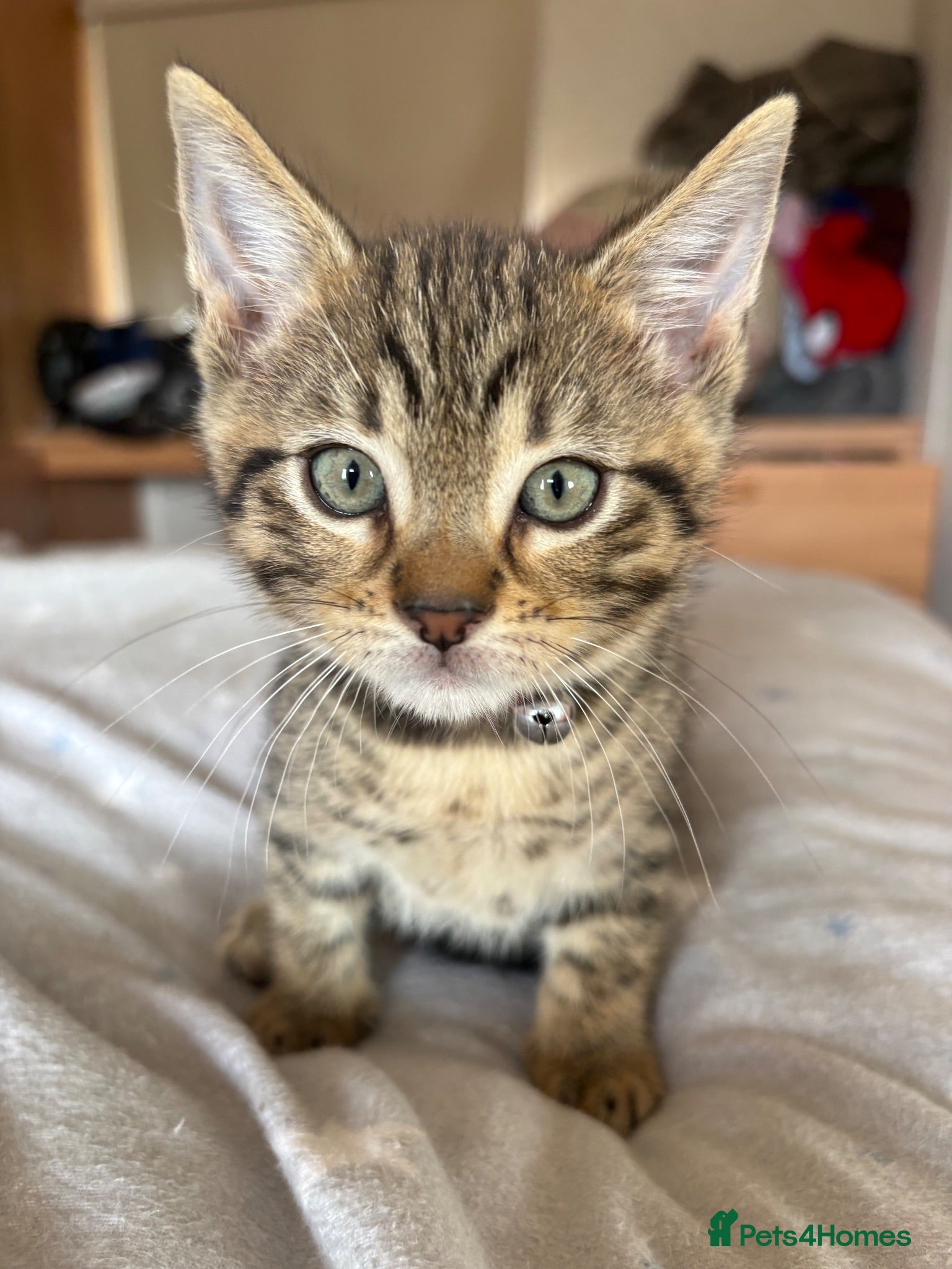 Mixed Breed cats 8 week old male kittens - Advert 4