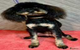 Miniature Poodle dogs for adoption: Lucy: The Little Poodle  - Image 3