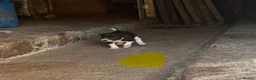 Border Collie dogs for sale: Border collies in Skipton - Advert 6