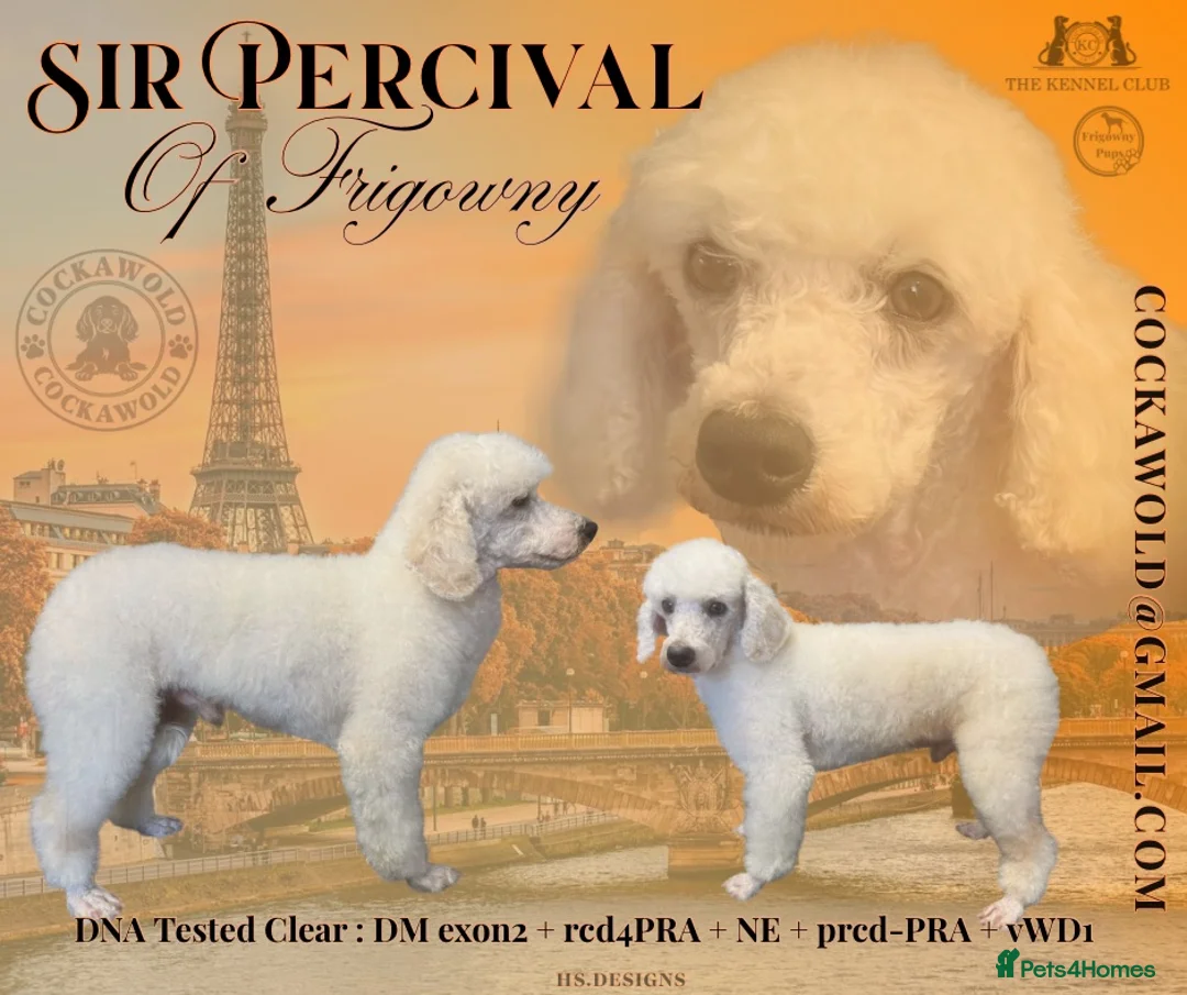Cockapoo dogs for sale: 💖 Exceptional F1 Cockapoo Puppies 💖  - Advert 14