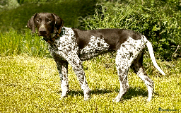 German Shorthaired Pointer dogs for sale: GSP Puppies Due October 2025 - Image 1