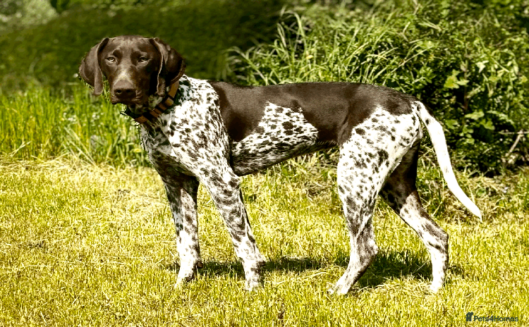 German Shorthaired Pointer dogs - Advert 5
