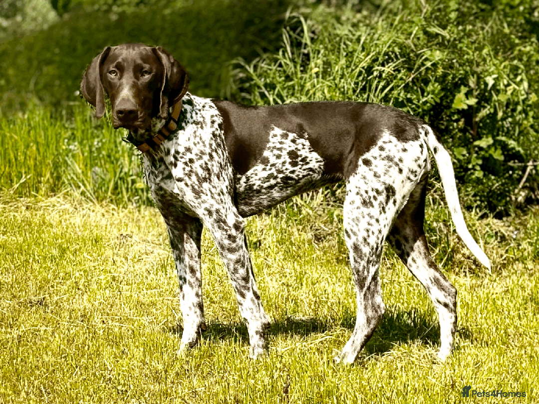 German Shorthaired Pointer dogs for sale: GSP Puppies Due October 2025 - Image 1