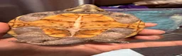 Turtle reptiles for sale: 2 male Turtles in Guildford - Advert 11