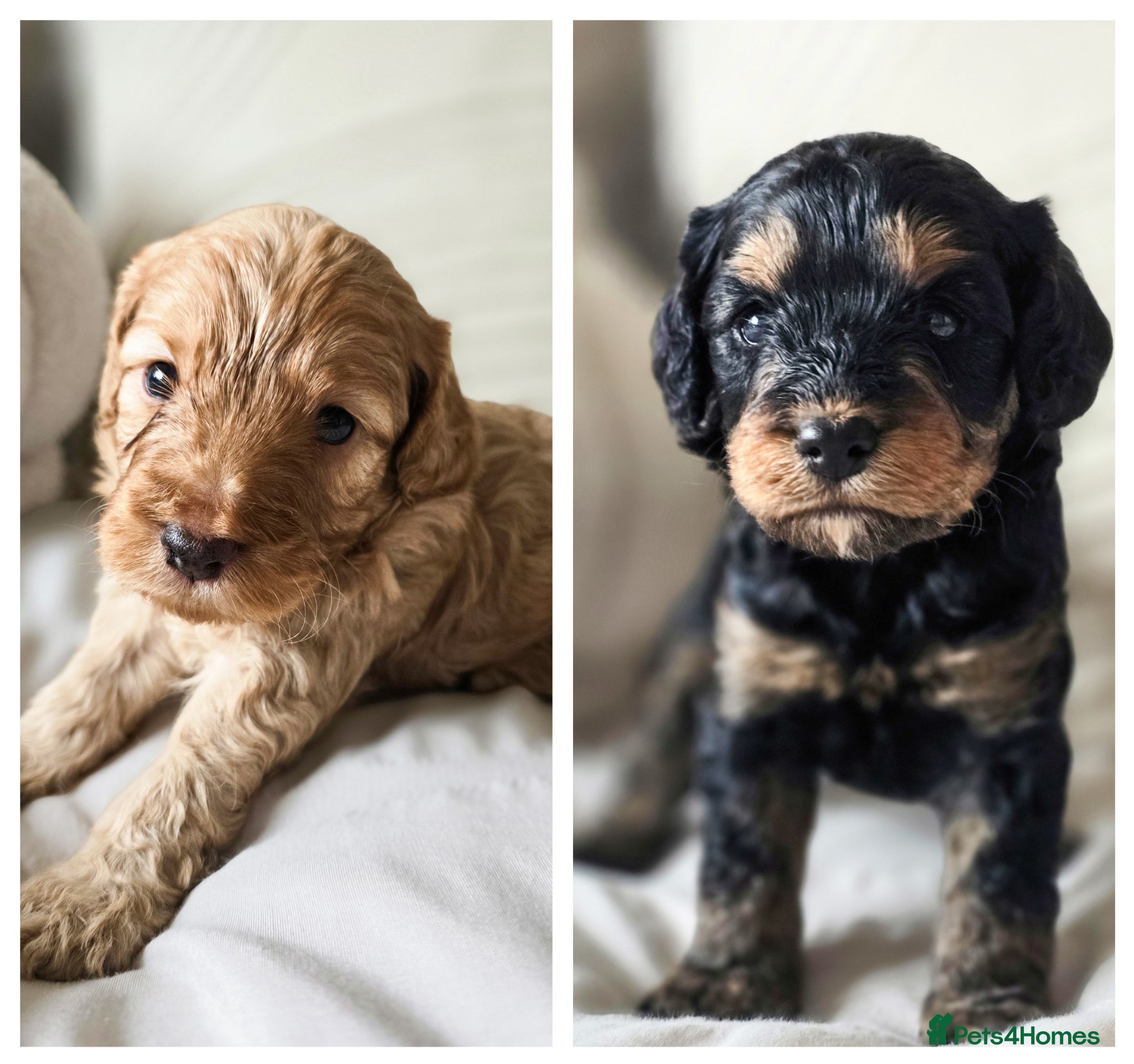 Cockapoo dogs Beautiful F1b Cockapoo boys - Advert 18