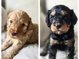 Cockapoo dogs Beautiful F1b Cockapoo boys - Advert 18