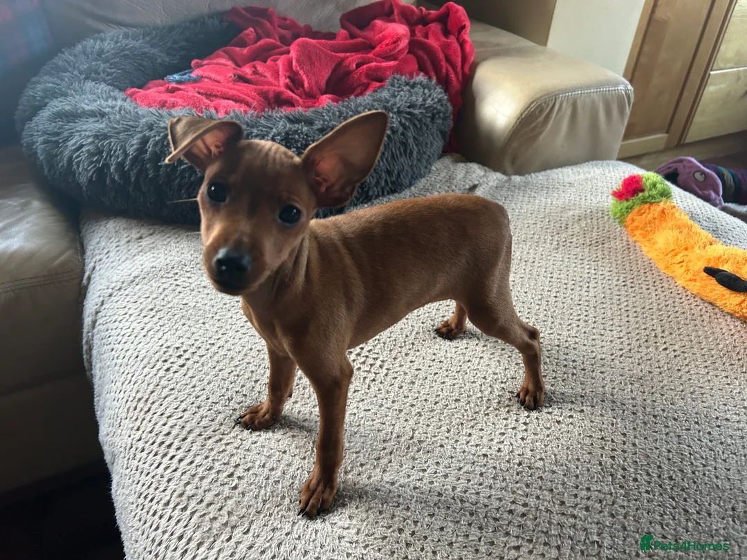 Miniature Pinscher dogs for sale: Stunning KC Miniature Pinscher puppies - Advert 15