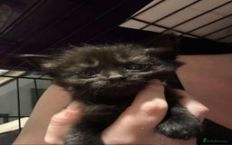 Mixed Breed cats for sale: Mixed kittens for sale  - Image 7