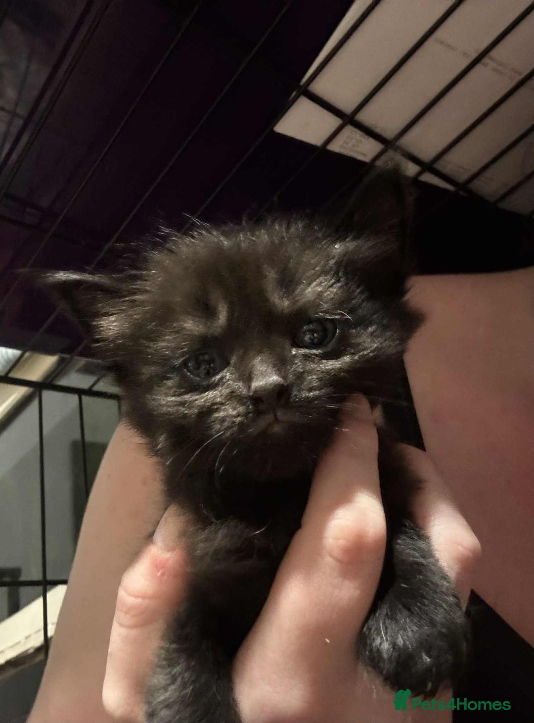 Mixed Breed cats for sale: Mixed kittens for sale  - Image 7