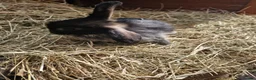 Mini Lop rabbits for sale: **mini lops ready now ** - Advert 11