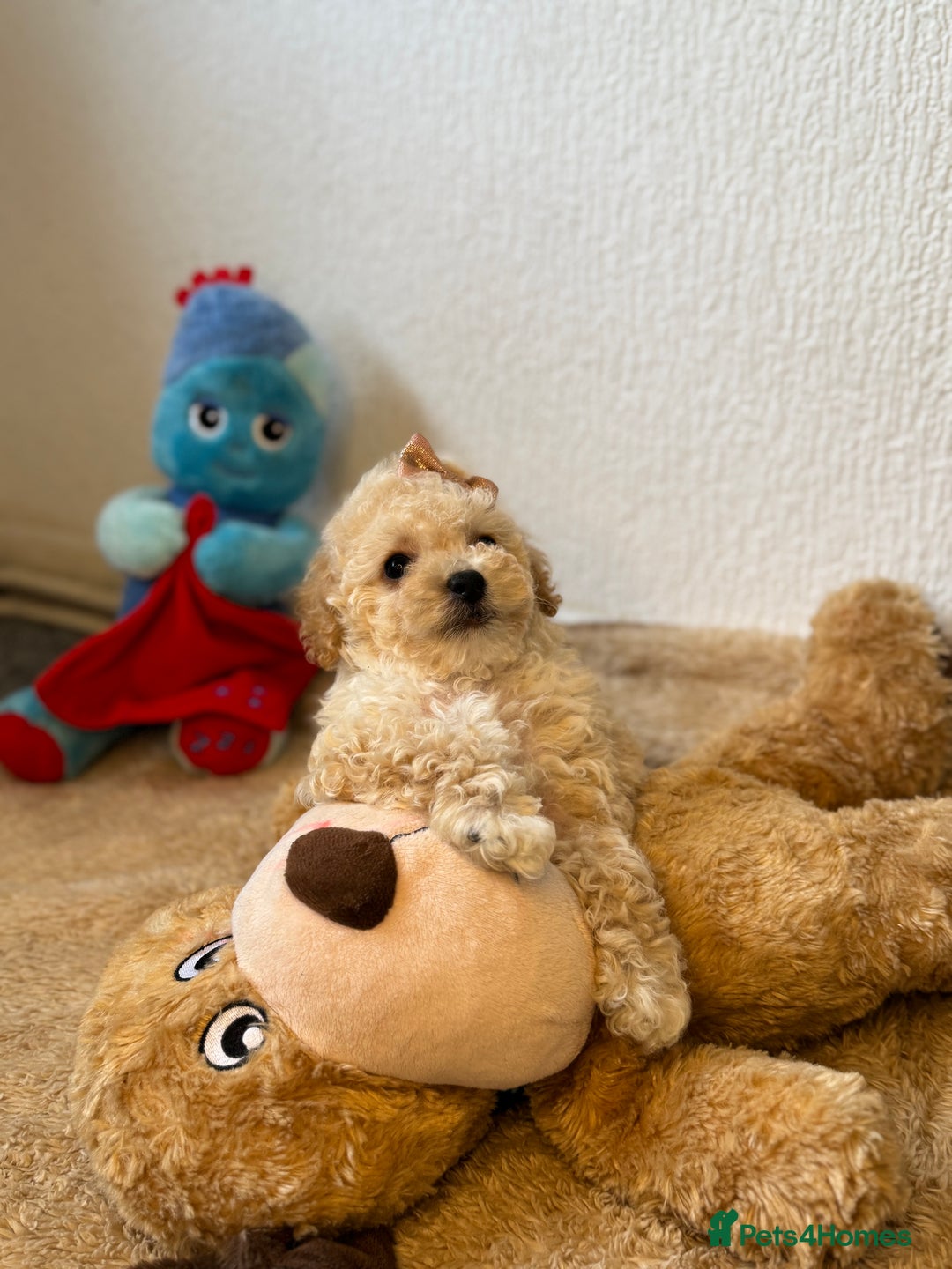 Poochon dogs for sale: Mini poochon  - Image 7