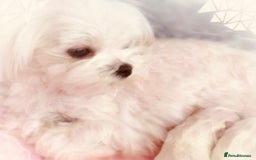 Maltese dogs for sale: ♥️Cuddle Edward,Henry,Clara adorable Korean pups  - Image 1