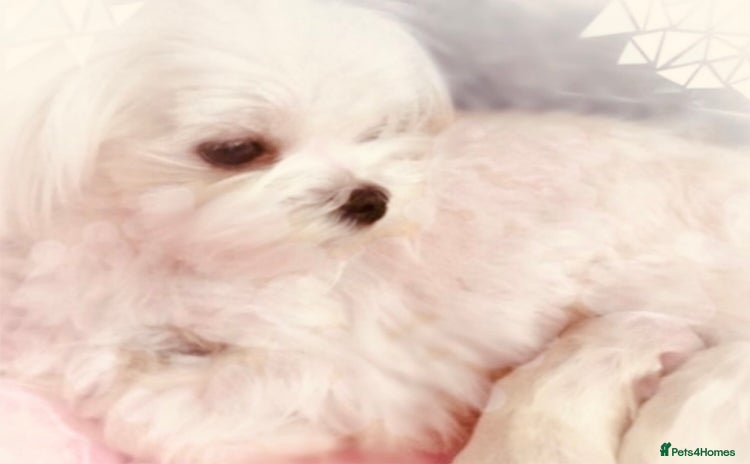 Maltese dogs - Advert 3