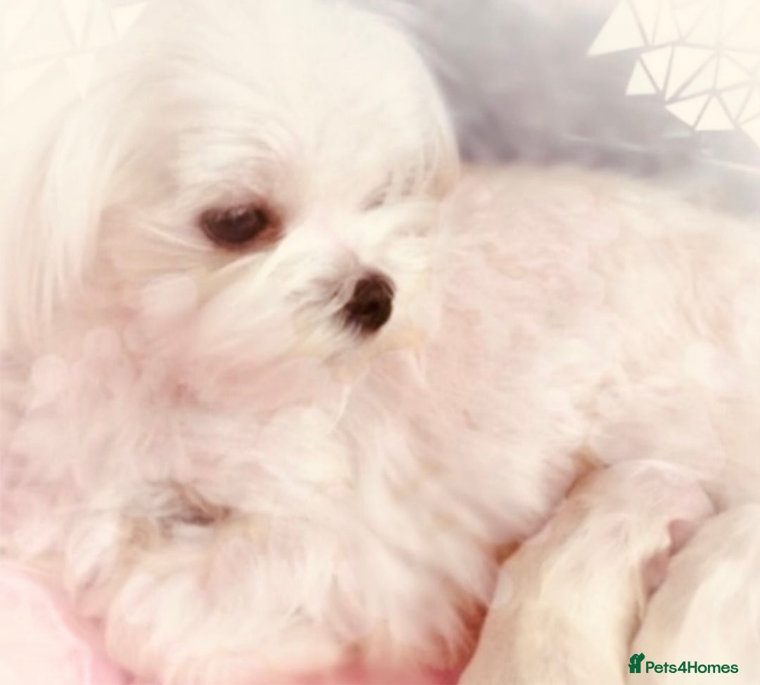 Maltese dogs for sale: ♥️Cuddle Edward,Henry,Clara adorable Korean pups  - Image 1