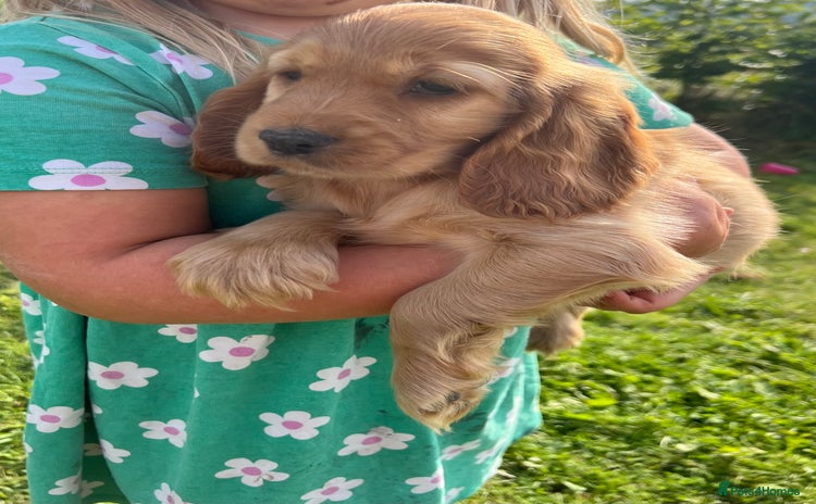 Cocker Spaniel dogs - Advert 1