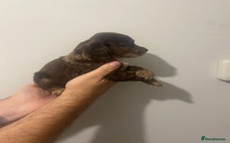 Cocker Spaniel dogs for sale: Working Cocker Spaniels - Image 13