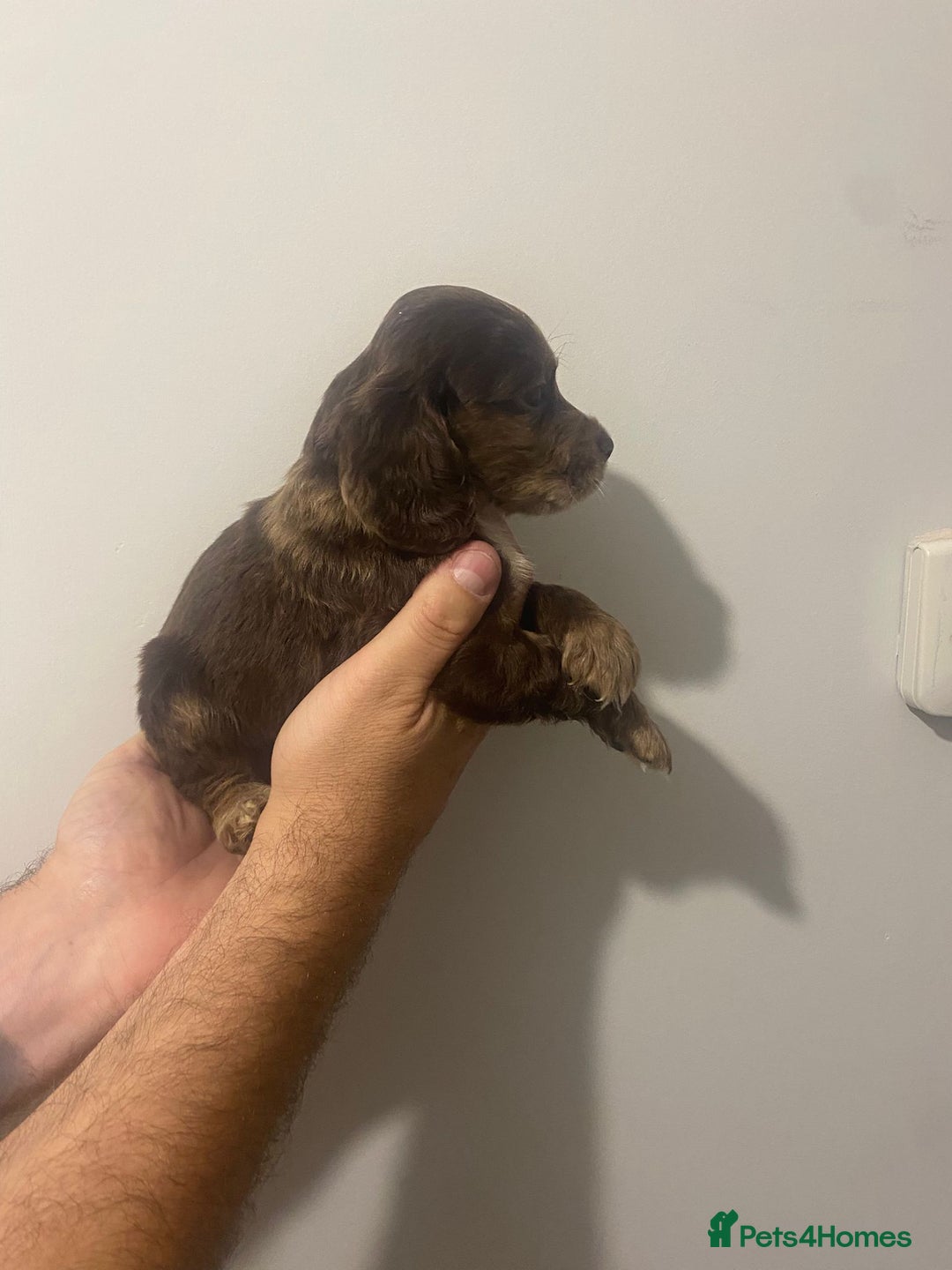 Cocker Spaniel dogs for sale: Working Cocker Spaniels - Image 13